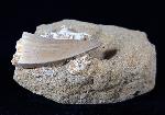 Mosasaurus beaugei ARAMBOURG 1952 & Wirbel non det. - Bild © FossNet FossilienStore